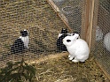 Heimtiermesse 2009   088